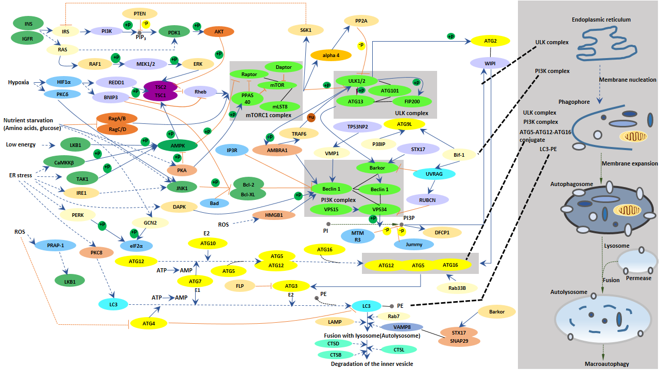 Autophagy