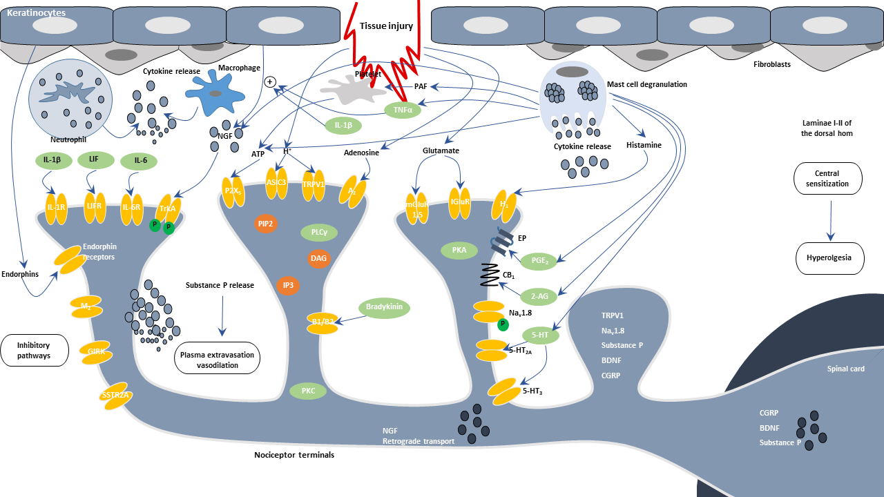 Inflammatory Pain