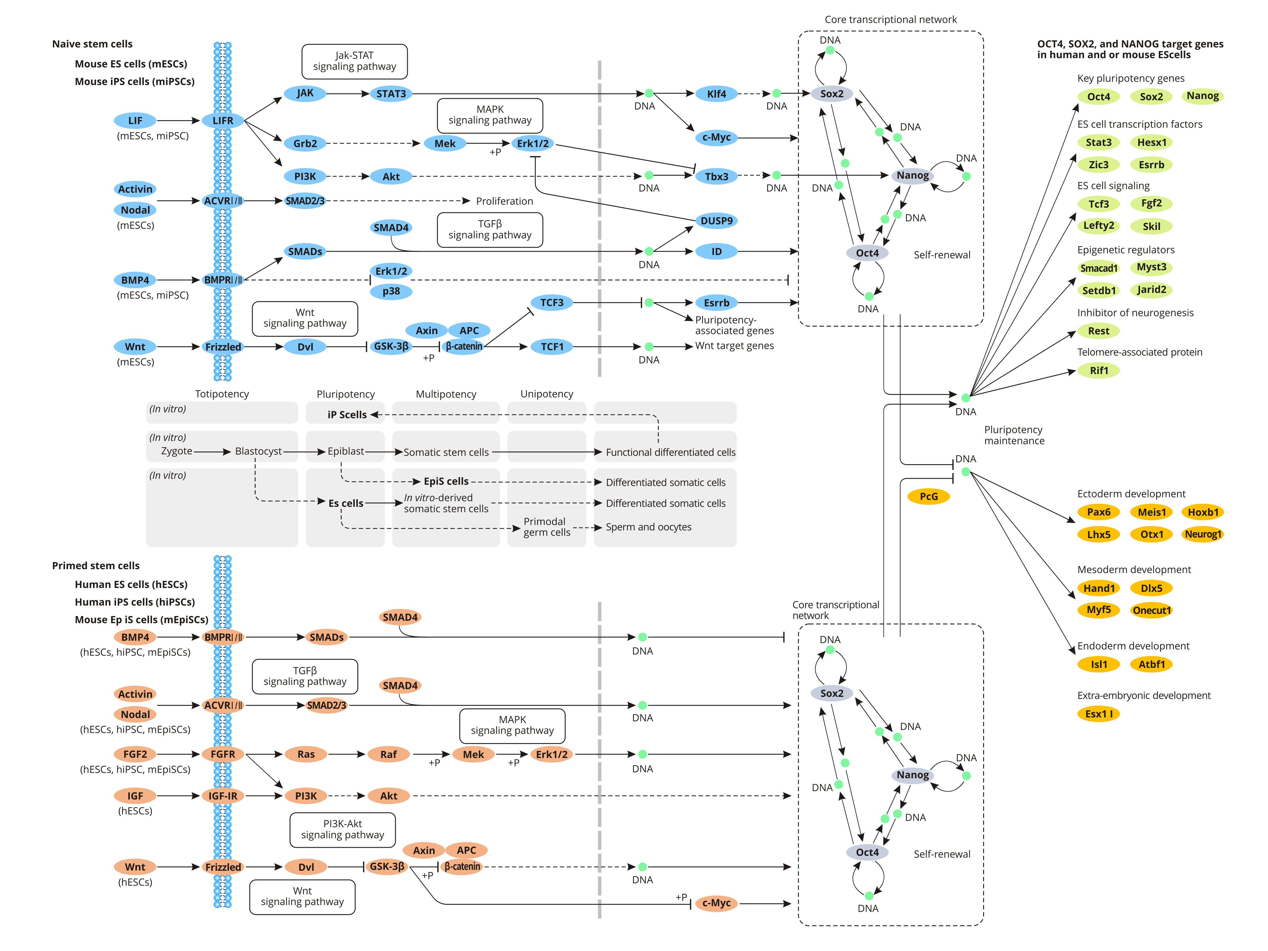 Signaling pathways regulating pluripotency of stem cells