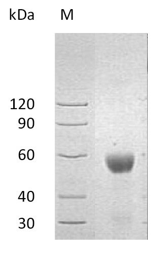 CSB-AP005521HU
