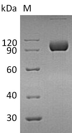 CSB-AP005681HU