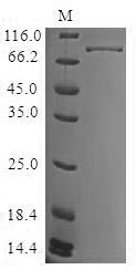 CSB-BP002867HU(A4)