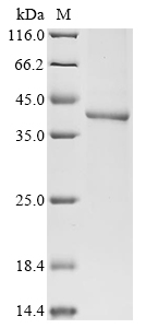 CSB-BP005075HU