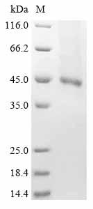 CSB-BP008733HU1