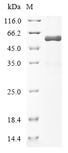 CSB-BP024077HU
