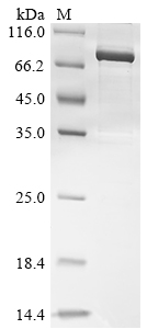 CSB-BP866224HUg6