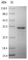 CSB-CF001625HU