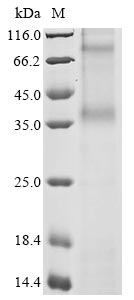 CSB-CF004847HU