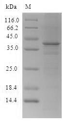 CSB-CF006138HU1