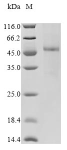 CSB-CF011591HU