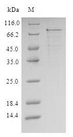 CSB-CF011621HU