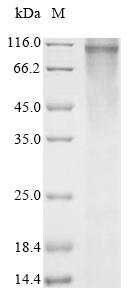 CSB-CF026100HU(A4)