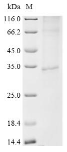CSB-CF819471HU