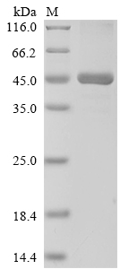 CSB-EP001046HU2