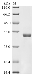 CSB-EP001465HU1