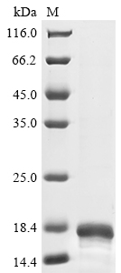 CSB-EP004783HUb1