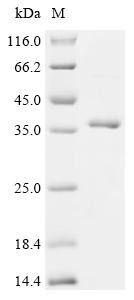 CSB-EP004784HU1c0