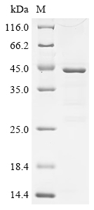 CSB-EP004785HUc0