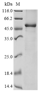 CSB-EP004929HU2