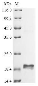 CSB-EP004933HU1