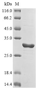 CSB-EP005396HU1