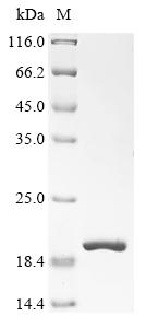 CSB-EP005679HU1