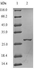 CSB-EP005779HU