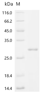 CSB-EP006043HU