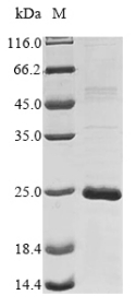 CSB-EP006125HU SDS