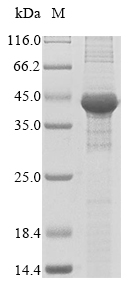 CSB-EP008435HU