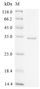 CSB-EP008537HU1