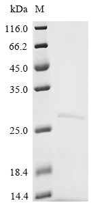 CSB-EP008540HU1