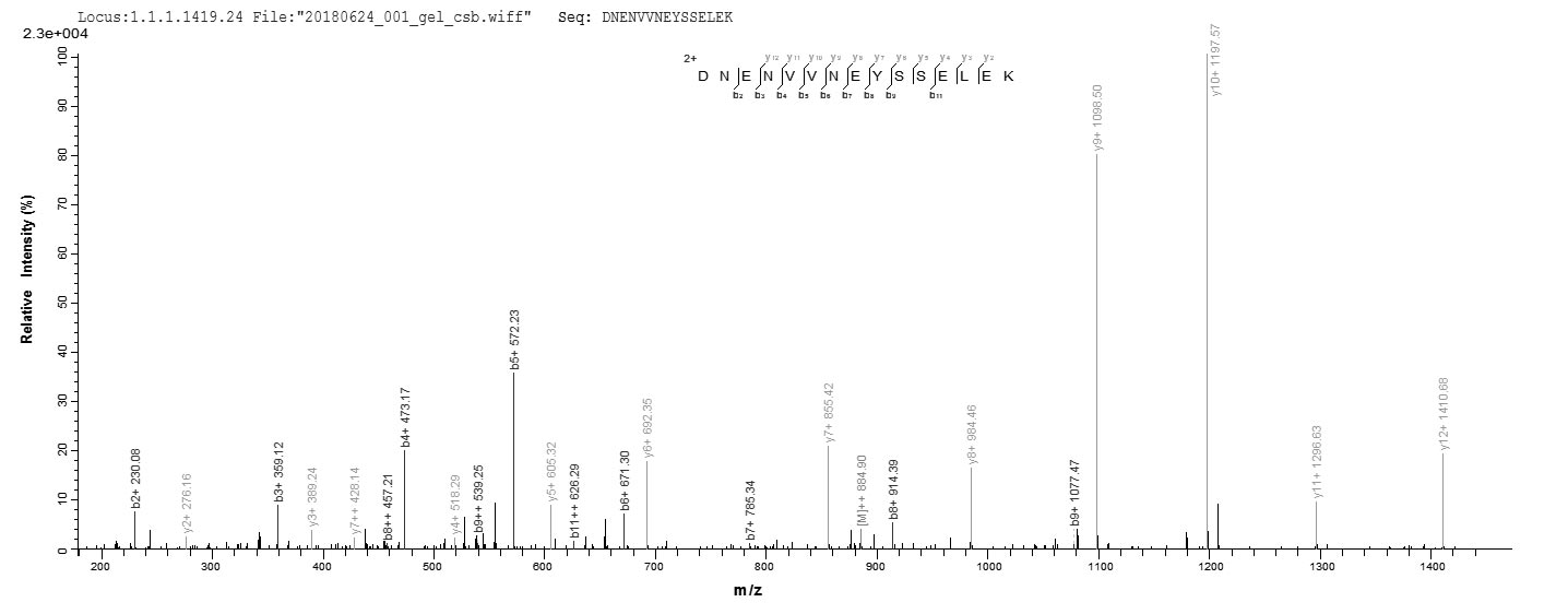 CSB-EP008608HU