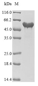 CSB-EP008651HU