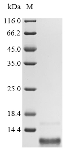 CSB-EP009434HU