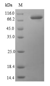 CSB-EP010808HU