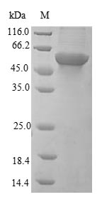 CSB-EP011753HU