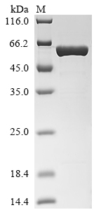 CSB-EP011829HU1-B