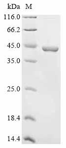CSB-EP011887HU3