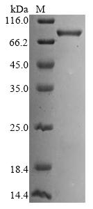 CSB-EP012147HU