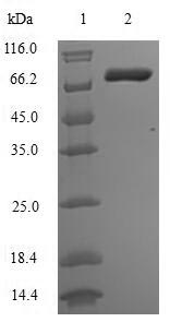 CSB-EP014661HU