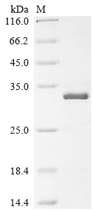 CSB-EP014781HU