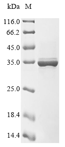CSB-EP015072HU
