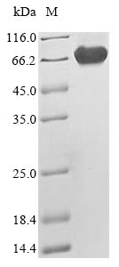 CSB-EP015741HU