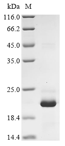CSB-EP015779HU
