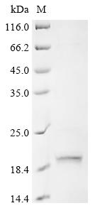 CSB-EP016036HU1