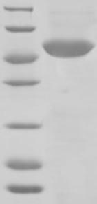CSB-EP016059HU1c2