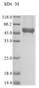 CSB-EP016070HU
