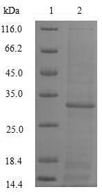 CSB-EP016331HU