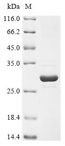 CSB-EP017998HU